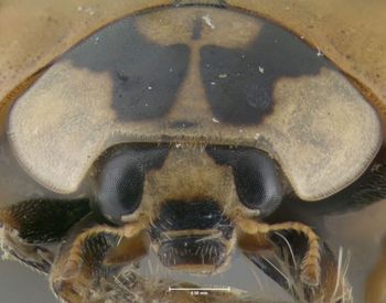 Media type: image;   Entomology 602432 Aspect: head frontal view